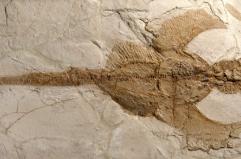 Comunicato Stampa: Fossili di Bolca verso l&rsquo;UNESCO