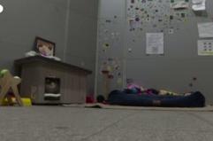 Turchia, la vita da "sultani" dei gatti randagi di Istanbul