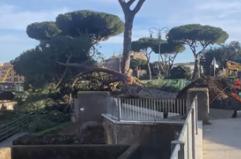 Roma, crolla un altro albero ai Fori Imperiali: tre feriti lievi