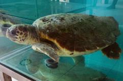 In aiuto delle Caretta caretta: a Manfredonia il progetto «Tui»