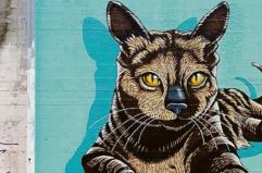 Un murale per «Micia» la gattina uccisa a Potenza