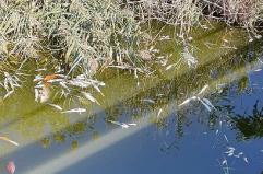 Marina di Ugento, strage di pesci: ostruito il canale di bonifica