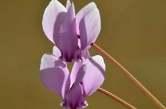 La foto del giorno del 2 novembre 2025