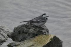 La ballerina bianca avvistata sulla foce del torrente Valenzano
