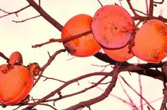 La foto del giorno del 6 dicembre 2025