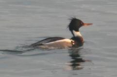 Una piccola anatra sulla foce del torrente Valenzano: ecco lo smergo minore