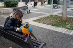 Bari, a spasso con un pappagallo: lo scatto in Piazza Cesare Battisti