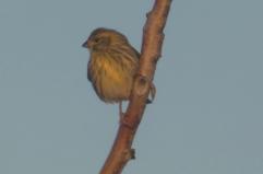 A Bari si respira aria di primavera con l'arrivo del verzellino