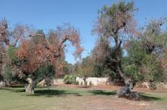 Xylella, l'Ue conferma: &laquo;Non ci sono cure per l'epidemia&raquo;. Si pu&ograve; ridurre l'area di taglio intorno agli ulivi infetti