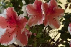 La foto del giorno del 12 aprile 2026