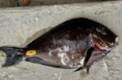 Il pesce con le &laquo;lamette&raquo; della Liberia arriva nel mare Adriatico: pu&ograve; causare ferite profonde agli umani