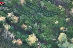 Scoperta maxi piantagione di marijuana nell'Aspromonte reggino