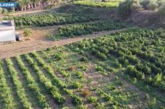 Coltivavano marijuana tra la canapa light, 4 arresti nel Palermitano