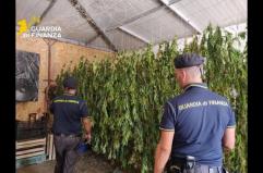 Scoperta maxi piantagione di marijuana nel Palermitano, un arrestato