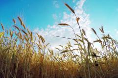 Grano, più produzione in Europa ma crollo dei prezzi in Italia