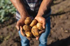 World Food Day, “Potatoes Forever!” celebra la sostenibilità
