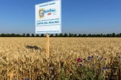 Con “Buongrano” Mulino Bianco porta l’agricoltura rigenerativa a tavola