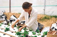 Agricoltura, dall’Ue strategia per ricambio generazionale