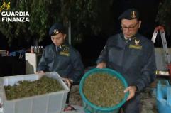 Scoperta “fabbrica della droga” a Napoli, sequestrata una tonnellata di cannabis Scoperta “fabbrica della droga” a Napoli, sequestrata una tonnellata di cannabis