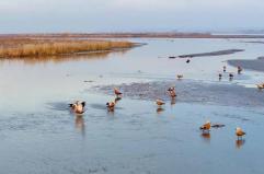 Cina, parco naturale nel Ningxia diventa un paradiso per gli uccelli migratori