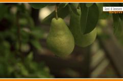 Sorsi di Benessere - Un gustoso frullato di pere