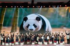 Cina: popolazione di panda giganti in cattività quasi raddoppiata in un decennio
