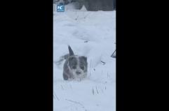 Cina, cucciolo di cane da pastore sfida la neve per radunare le pecore