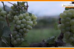 Sorsi di Benessere - Dall'uva un frullato salutare e goloso