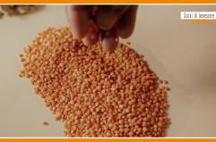 Sorsi di Benessere - Una ricetta gustosa a base di lenticchie e castagne