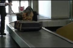 Finanziamenti ad Hamas per 7 mln attraverso associazioni, nove arresti