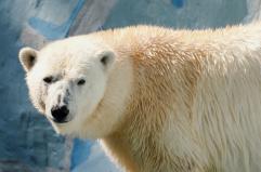 Orsi polari, il DNA si adatta al cambiamento climatico