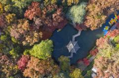 Cina, progressi nella conservazione delle risorse genetiche forestali