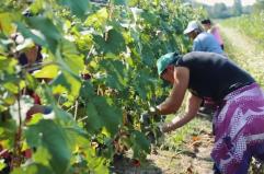 Agroalimentare, vola l'export