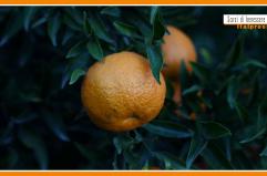 Sorsi di Benessere - Un pesto di agrumi facile da preparare