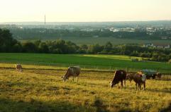 Allevamenti in difficolt&agrave;: meno stalle e pi&ugrave; importazioni