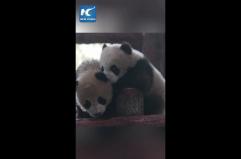 Due cuccioli gemelli di panda debuttano in pubblico allo Shanghai Wildlife Park