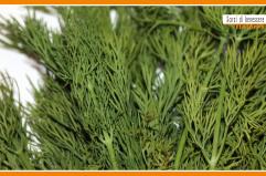 Sorsi di Benessere - Le propriet&agrave; dell'aneto