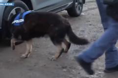 Maxi operazione antidroga a Crotone, 14 misure cautelari