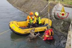 Lupa si tuffa in acqua, le immagini del salvataggio dei Vigili del Fuoco