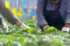 Corte dei Conti Ue, poco efficaci i fondi per l'innovazione in agricoltura