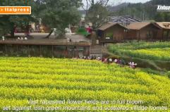 Cina, enormi distese di fiori attraggono i turisti nella provincia dell'Hunan