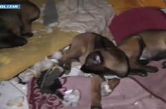 Stroncato traffico cani di razza, cuccioli tratti in salvo a Torino