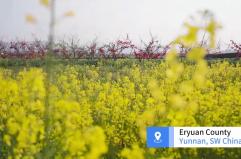 Cina: le fioriture primaverili richiamano visitatori a Dali