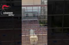 Canile lager con 26 barboncini toy  scoperto nel Napoletano