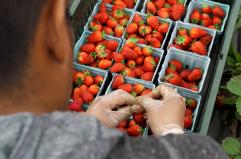 Export alimentare in aumento, ma manca personale qualificato