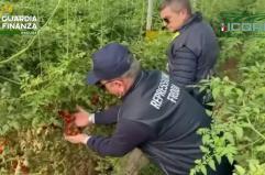 Semi di pomodoro contraffatti, maxi sequestro e denunce nel Ragusano