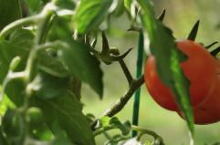 Agricoltura, il biologico migliora rese e sostenibilit&agrave;