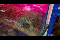 Rettili pericolosi nascosti in casa nel Barese, una denuncia