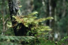 Il cambiamento climatico minaccia la biodiversit&agrave;