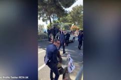 Attiviste Peta bloccano papamobile a Monaco per protesta contro le corride